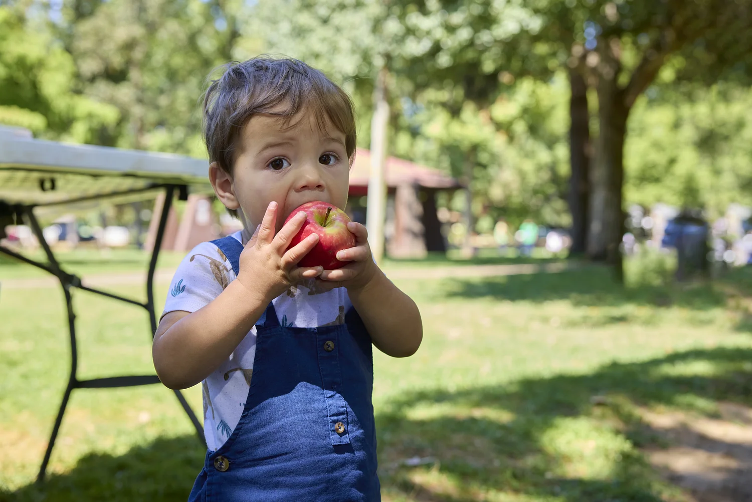 Food for Lane County’s new website and rebrand: More than a fresh coat of paint