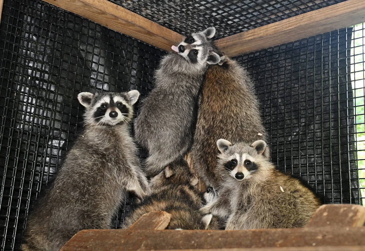 Bub’s big adventure: Viral Belchertown raccoon released after garnering international attention