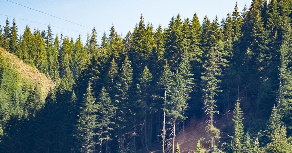 Historic revision to Oregon forest law excludes important group