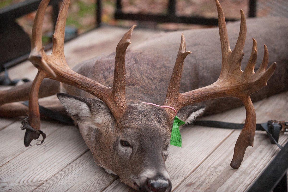 What happens when 2 hunters shoot the same deer?
