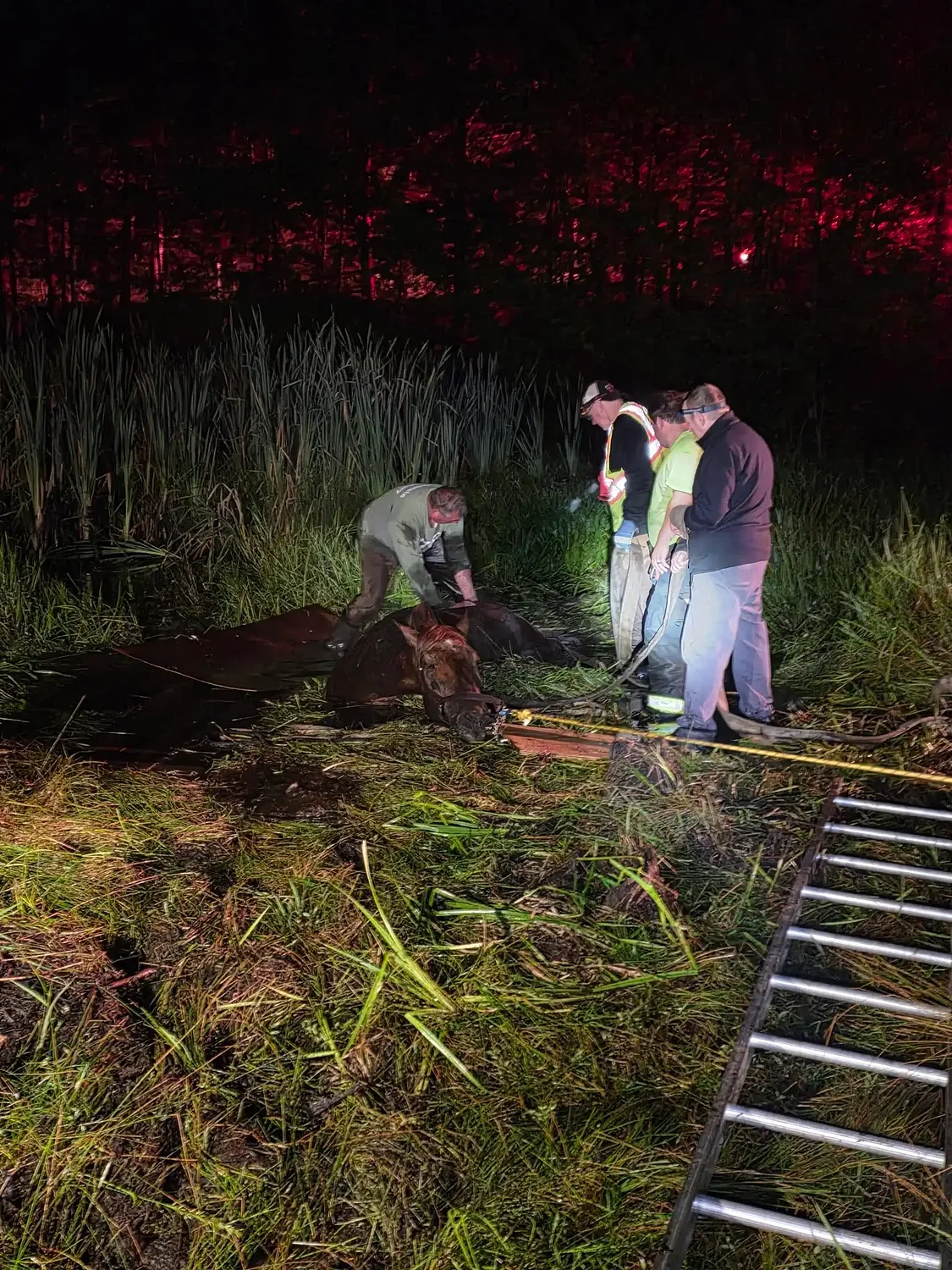 Dunbarton firefighters rescue horse stuck in marsh