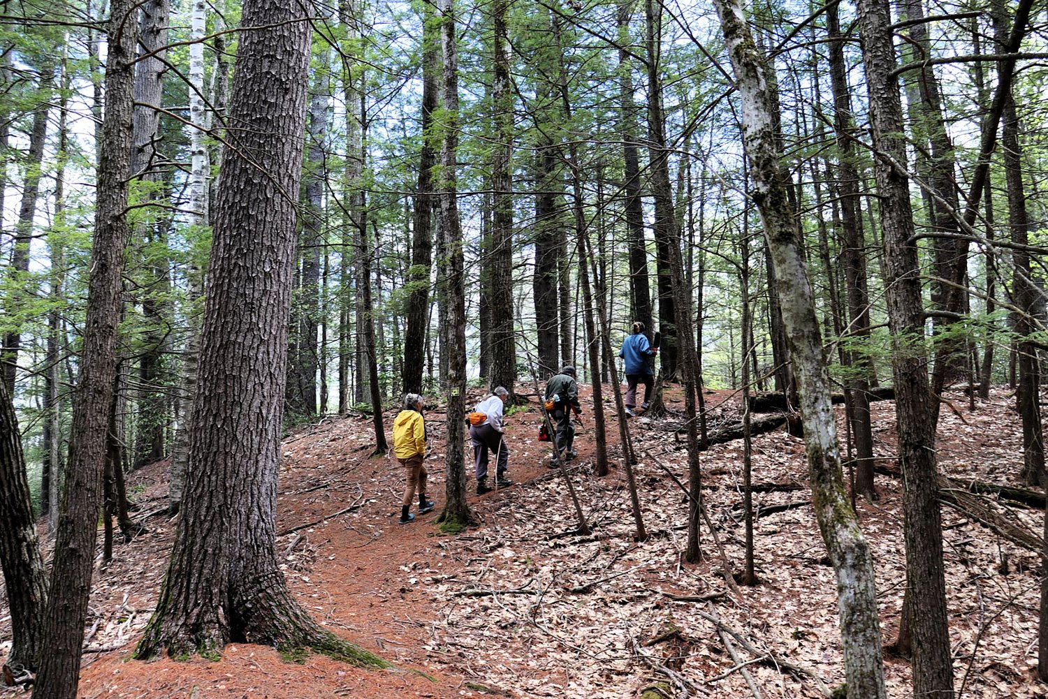 What one patch of NH forest reveals about 250 years of American history