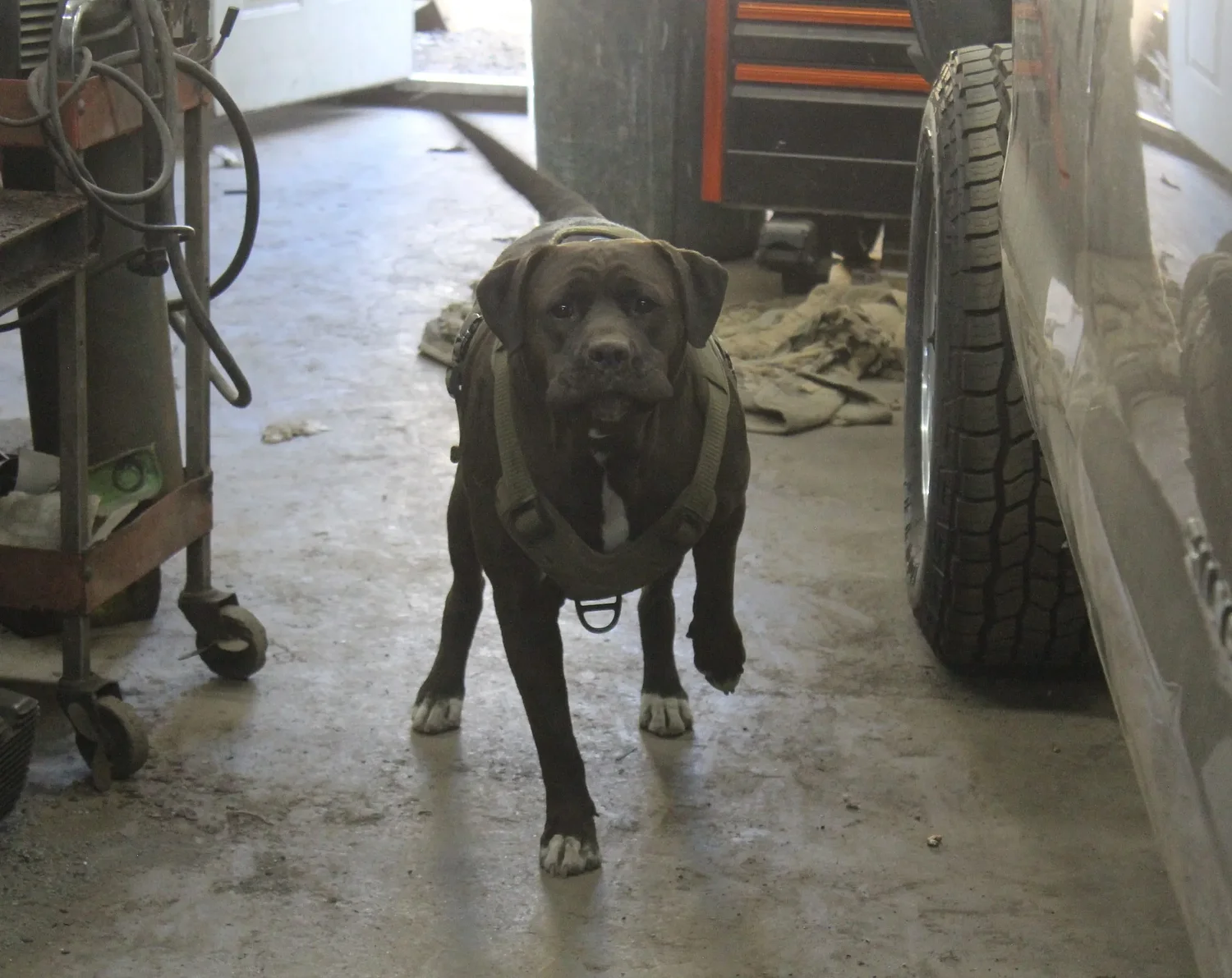 After series of biting incidents, Orange Selectboard votes to euthanize dog