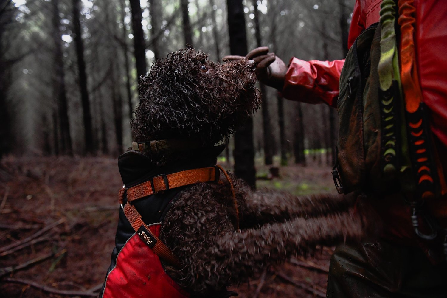 The hunt for Oregon’s funkiest edible jewels involves four-legged friends