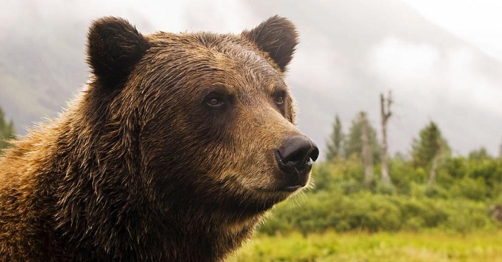 Grizzlies in the Cascades? Lawsuit seeks to reverse shutdown of bear recovery program