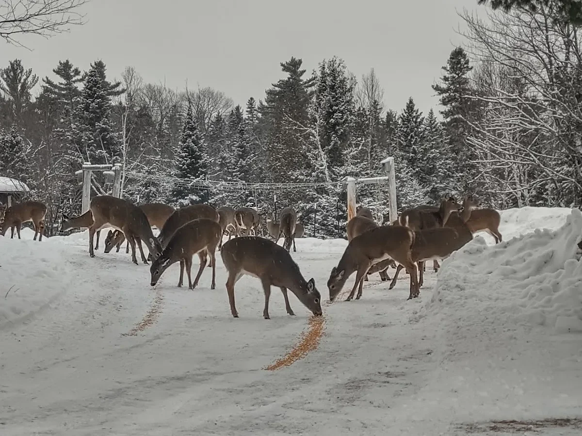 Why feeding wintering deer in Maine could do more harm than good  