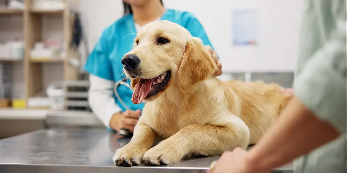 New Legislation Shields Pets With Preexisting Conditions From Losing Insurance