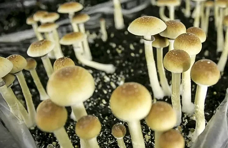 Psychedelic Mushroom Legalization Efforts In Washington Stall Amid Diverse Perspectives