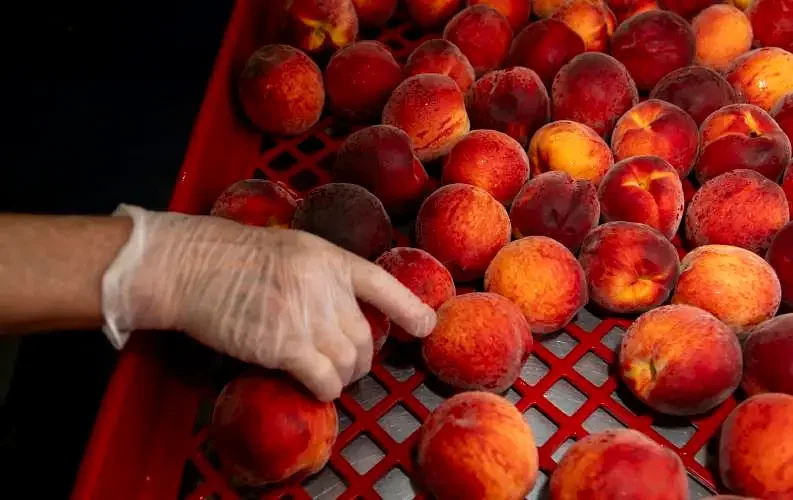 Harvesting the sun: Easthampton's Park Hill Orchards triple solar capacity with state energy grant