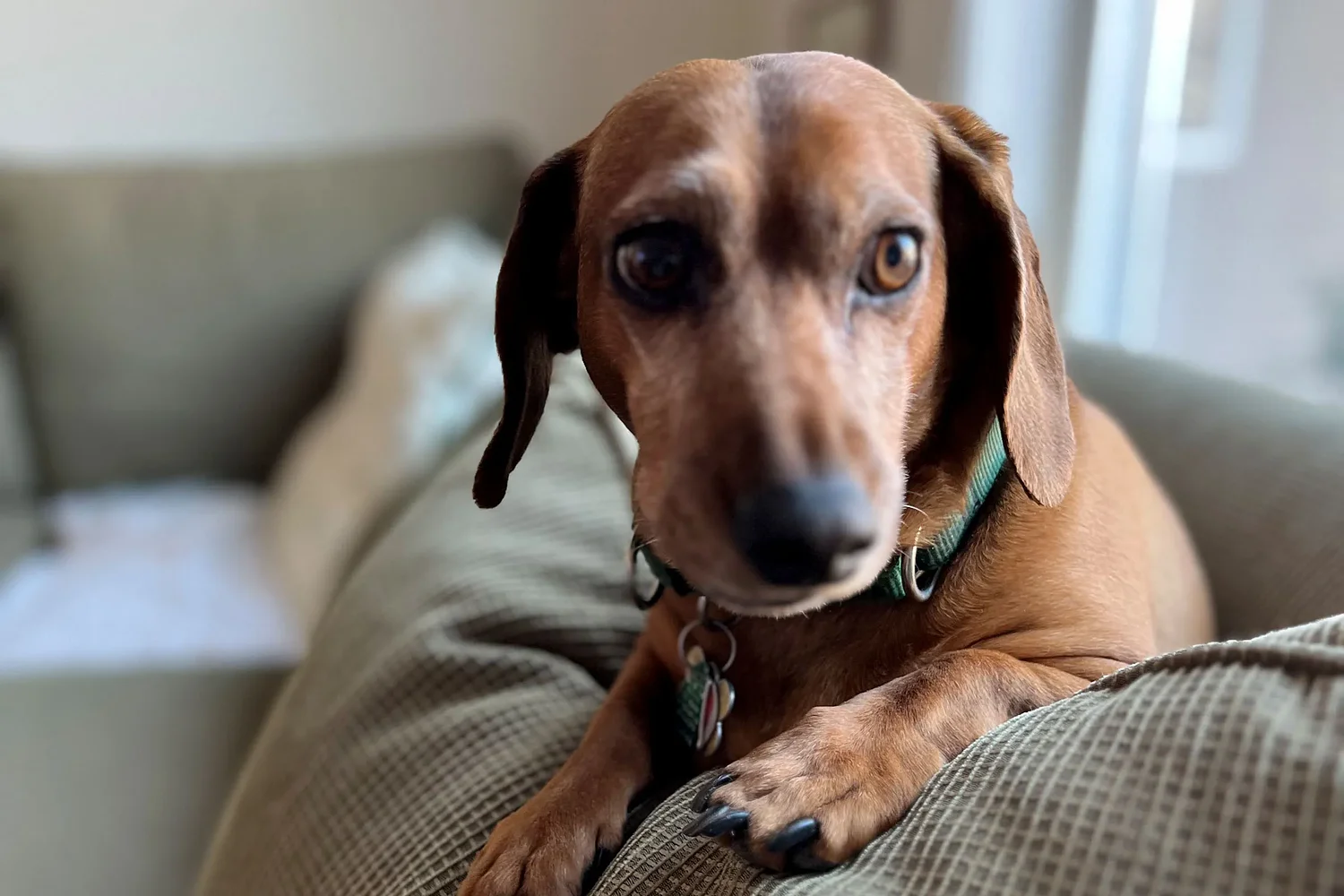Column: A beloved dachshund survives an encounter with a deadly mushroom