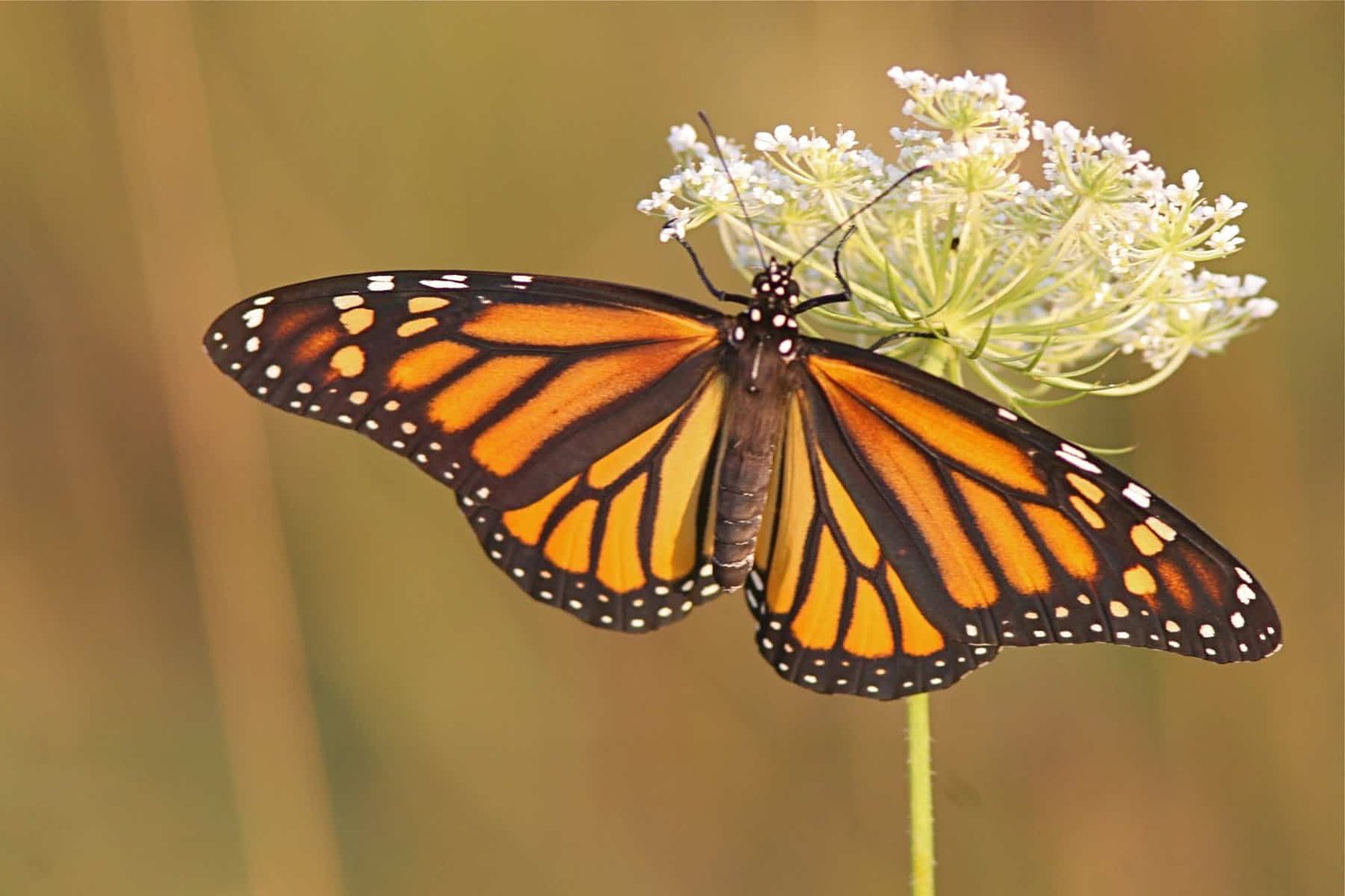 Research contract gave Bayer control of neonics study methods,  but university researchers claim full credit