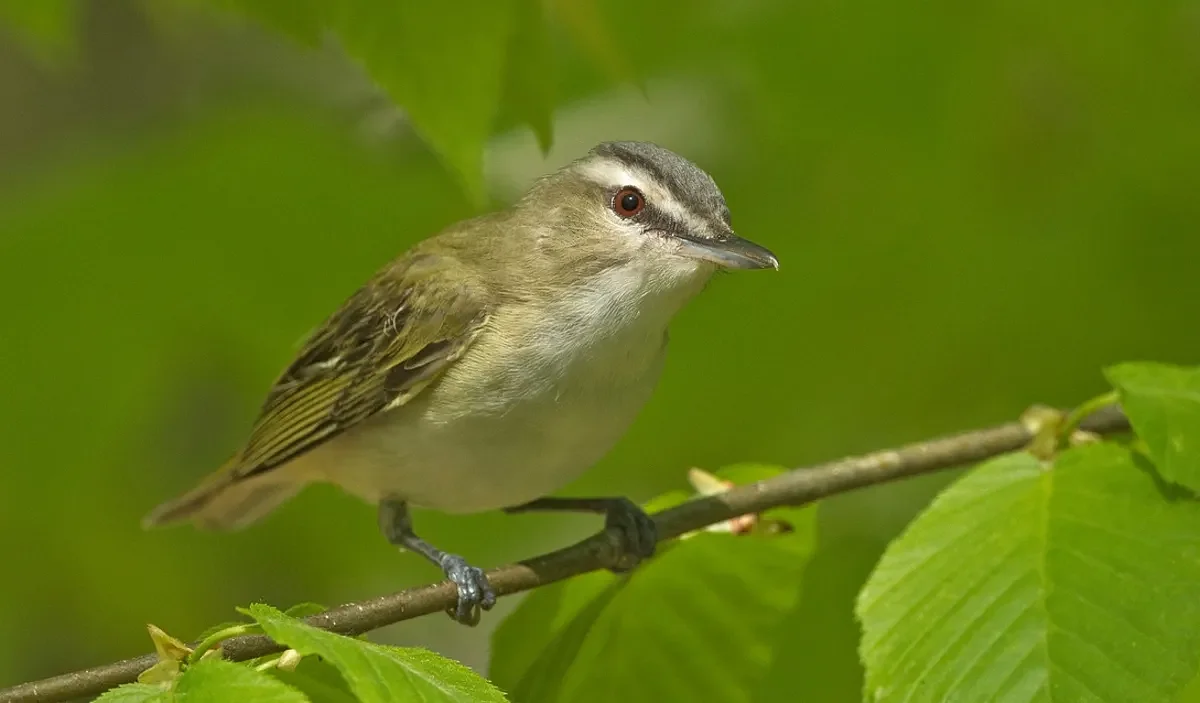 2026 birding resolutions: Bird naked or use every tool