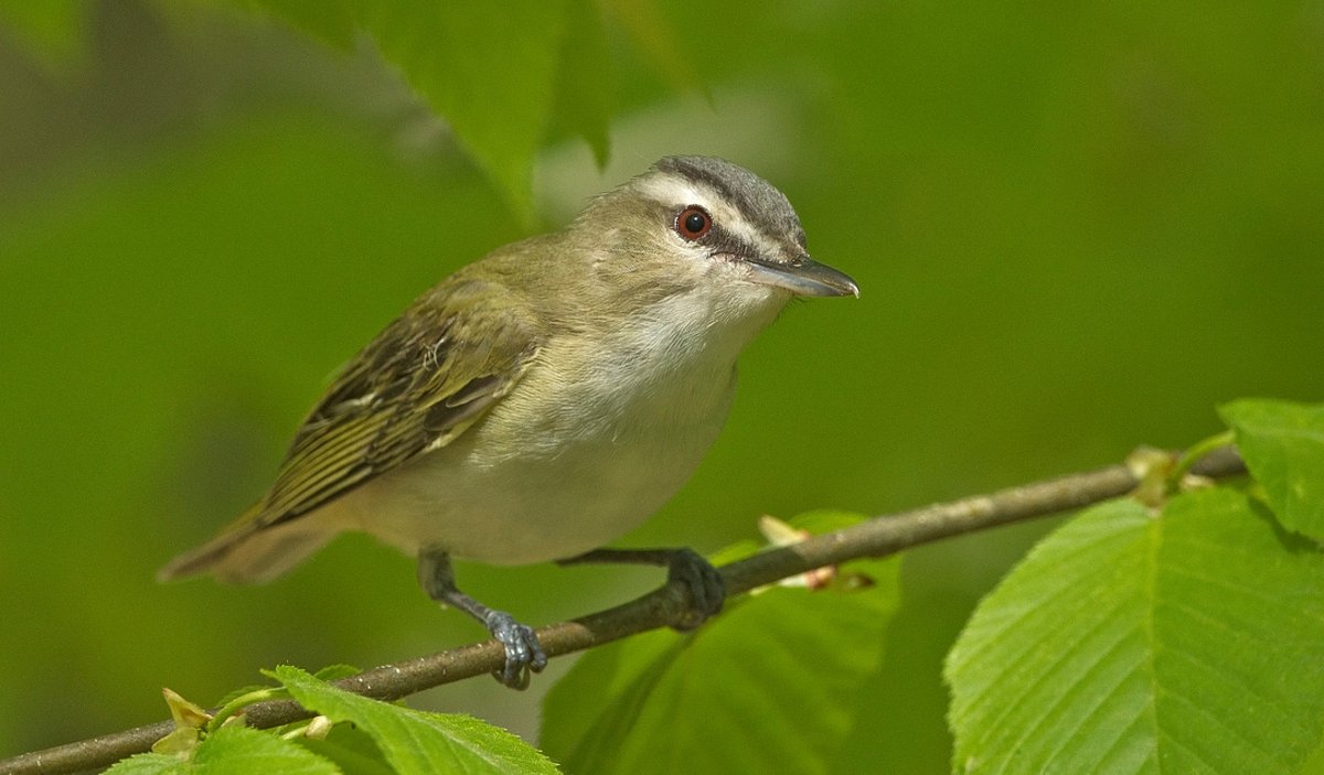 2026 birding resolutions: Bird naked or use every tool