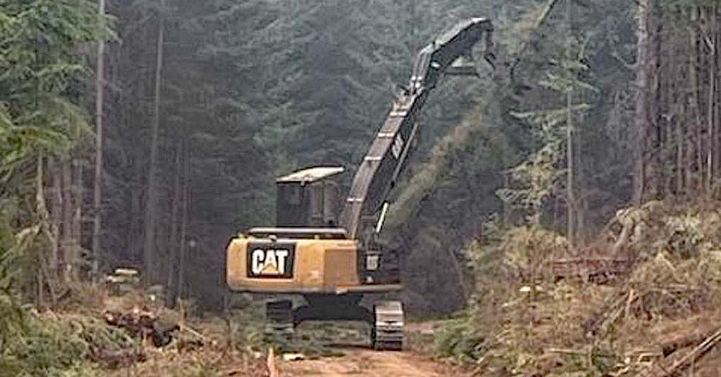A fuel break project near Mount Hood could remove old-growth, critics say