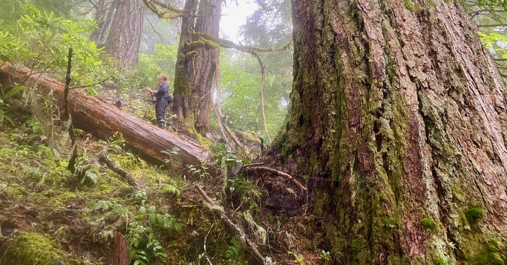 Federal committee pushes for major changes to forest management in Pac NW