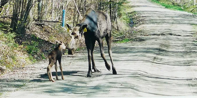 New Hampshire warns drivers: Peak season for moose collisions is here