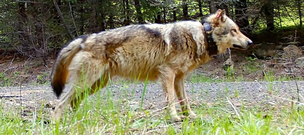 Southwest Washington has its first wolf pack