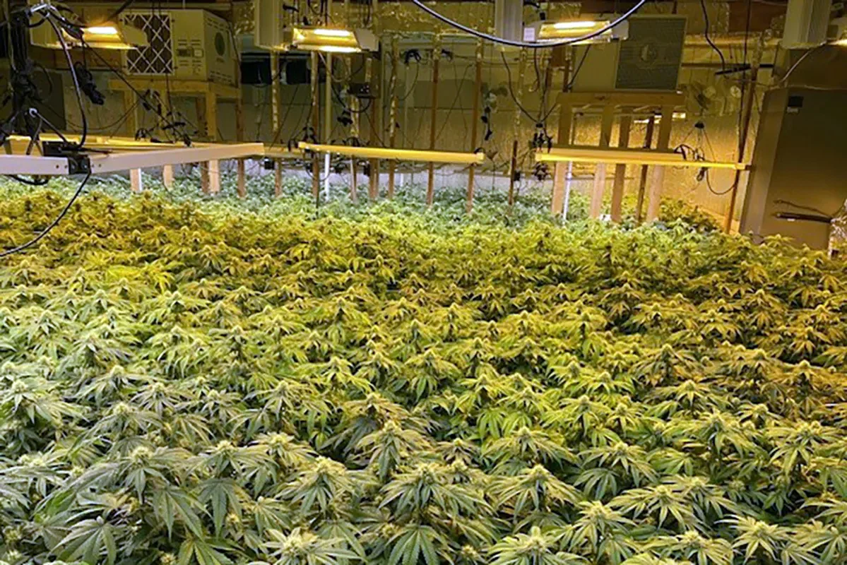 Woman accused of illegally growing 600 marijuana plants in Maine to plead guilty