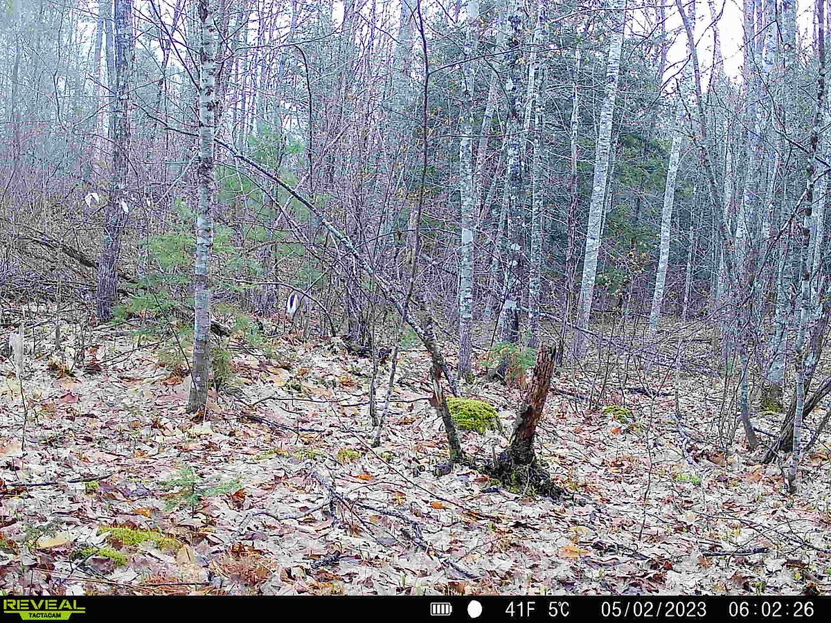 I made a huge mistake when I moved my trail camera
