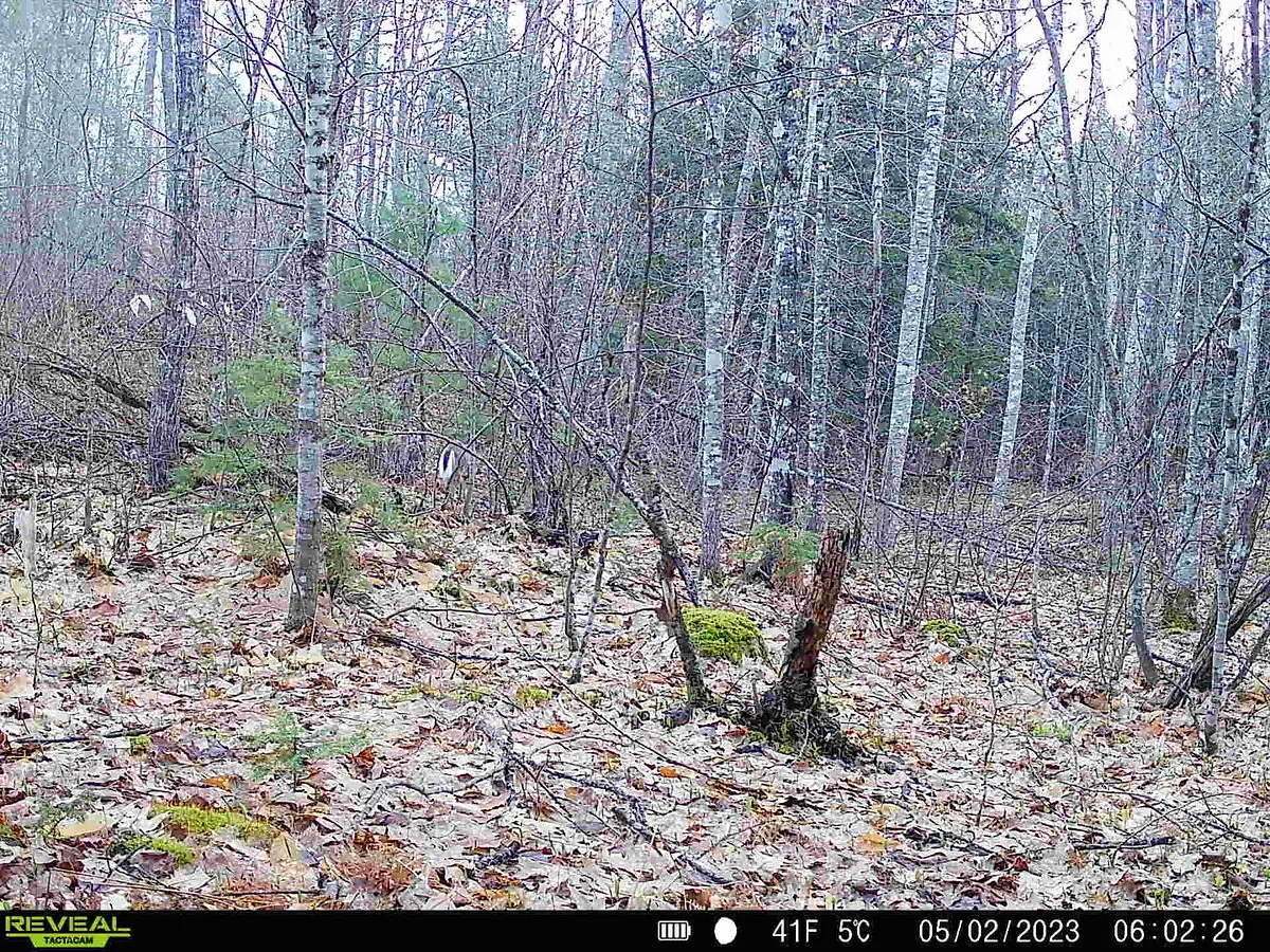 I made a huge mistake when I moved my trail camera
