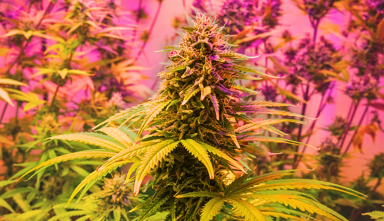 How a rogue cannabis farm operated in plain sight — and secretly fed N.J.’s legal weed market