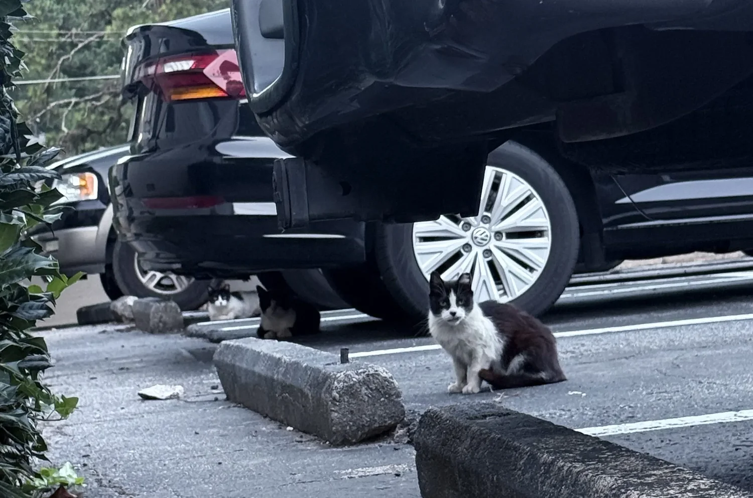 Estuary Apartment cat saga ends with feeding agreement