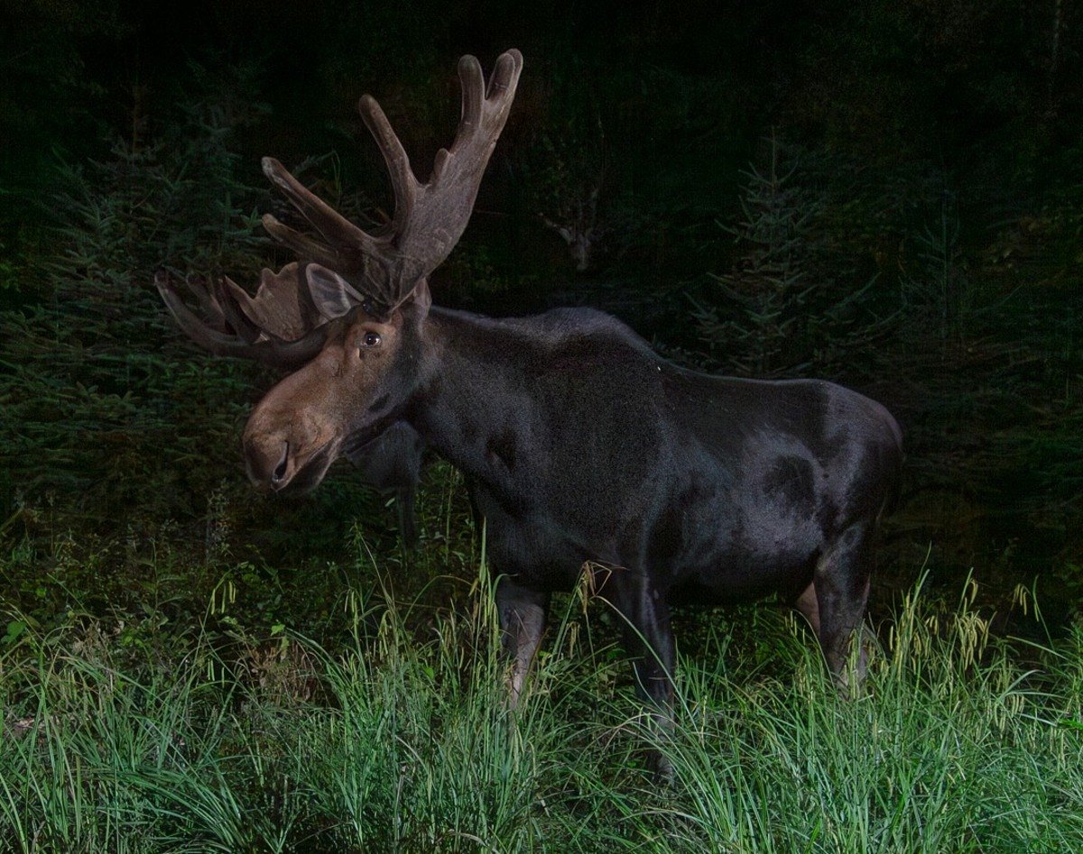 Even a nudist colony got a Maine moose permit. Guides want to change that.