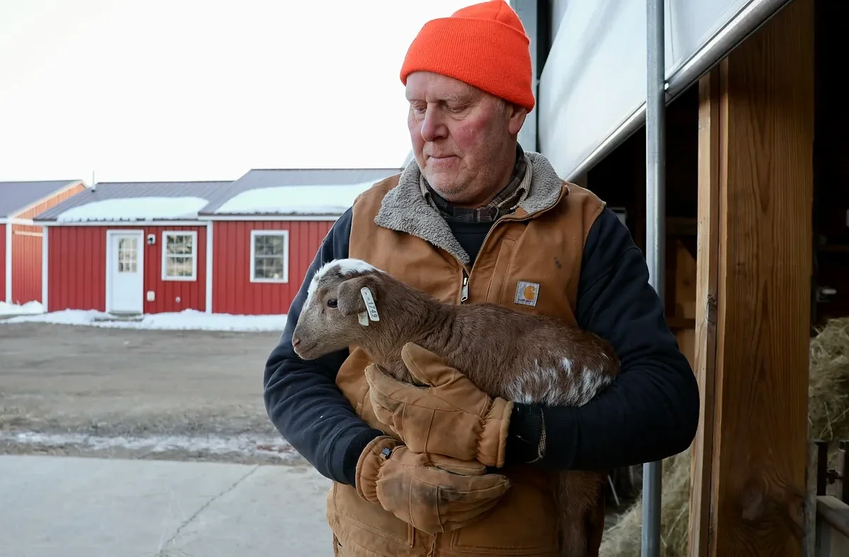 Lambing season brings long nights and signs of spring to Maine sheep farms 