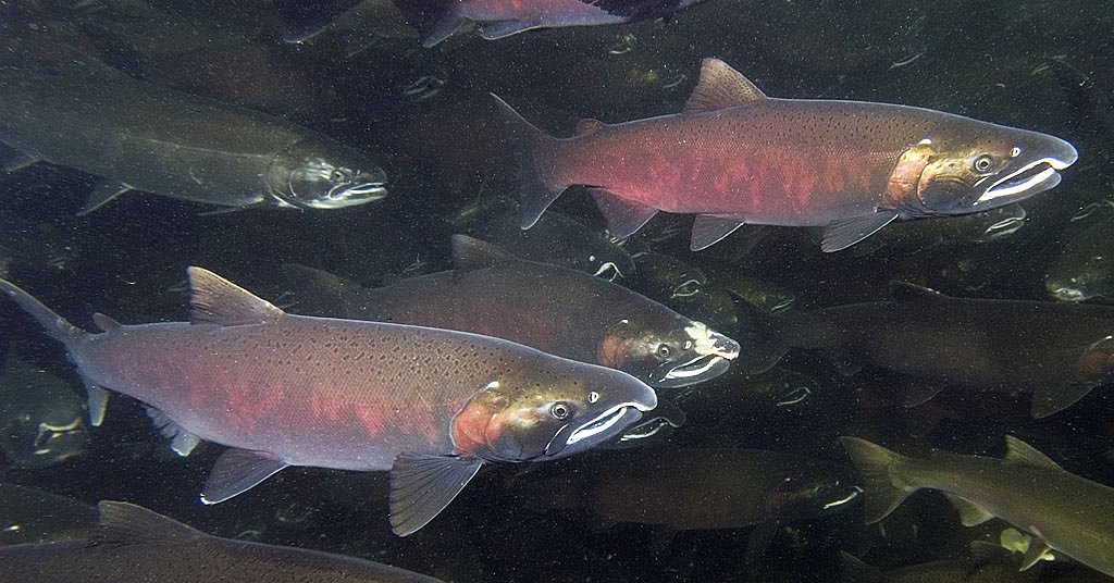 State of Oregon keeps reasons for salmon policy change under wraps
