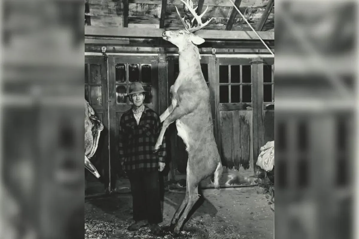 How rare are 300-pound Maine bucks? This chart shows the biggest recorded