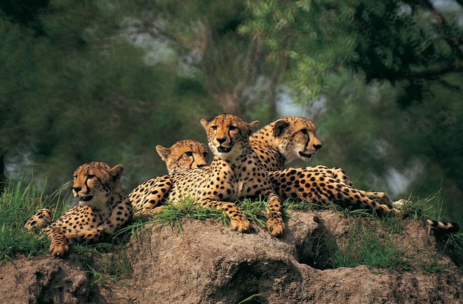 Animal of the Day: The Speedy Cheetah